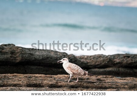 Foto stock: Seagulls Sitting On Volcanic Stones