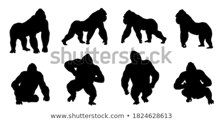 Stok fotoğraf: Gorilla Silhouette