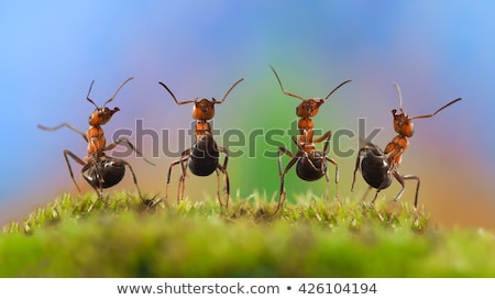 Foto stock: Insects In The Forest Glade 4