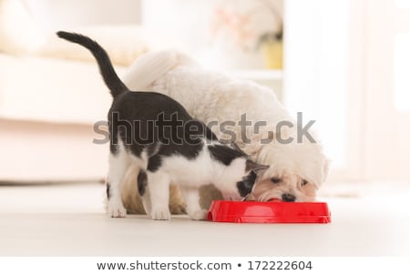 Сток-фото: Hungry Dog Inside Food Bowl