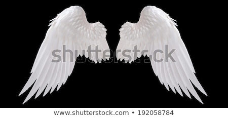 Сток-фото: Angel Wings Of White Feathers Isolated Object