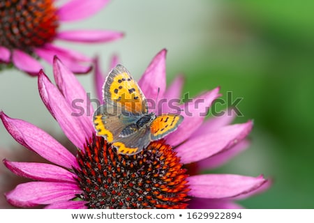 Common Copper Butterfly Collecting Nectar On A Flower Zdjęcia stock © manfredxy