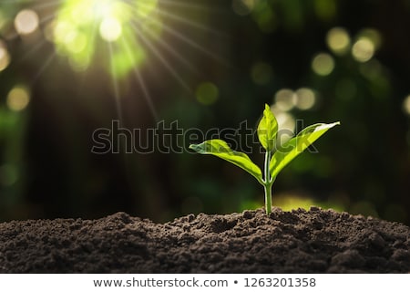 Foto stock: Black Garden Soil With Young Plant For New Life