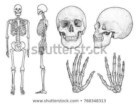 Stok fotoğraf: Side View Of Human Skull