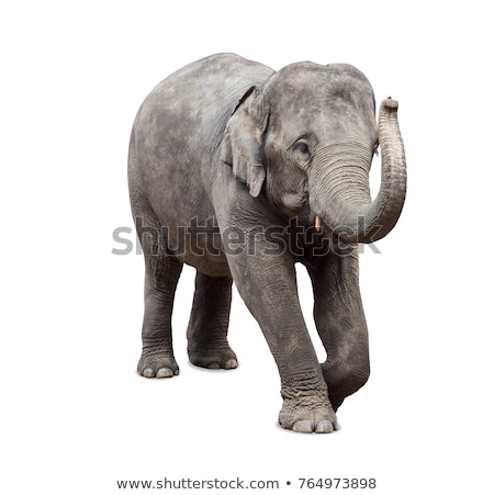 Imagine de stoc: Little Cute Elephant Isolated On White Background