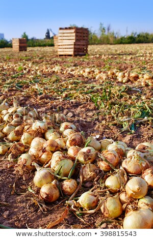 Landbouw In Spanje Uienvelden Stockfoto © lunamarina