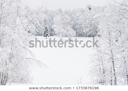 Stok fotoğraf: Snowy Forest Glade