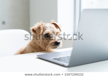 Foto stock: Computer Dog