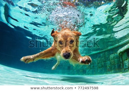 Foto stock: Dog Swimming