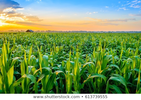 Stok fotoğraf: Corn Field