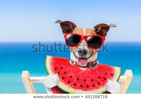 Stockfoto: Dog On Hammock And Watermelon