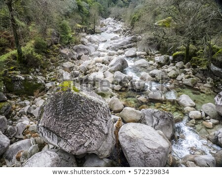 Stock photo: Creek With Leaves In Bright Color In The Forest At Geres