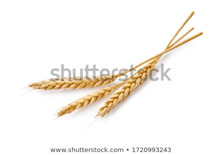 [[stock_photo]]: Ears Of Wheat