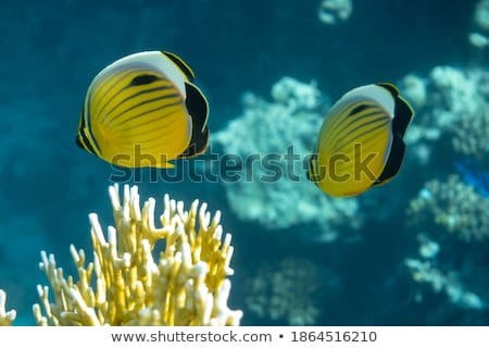 [[stock_photo]]: Butterfly In A Clearing 2