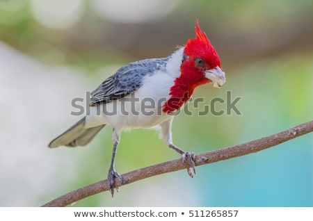 Foto stock: Red Crested Cardinal Paroaria Coronata