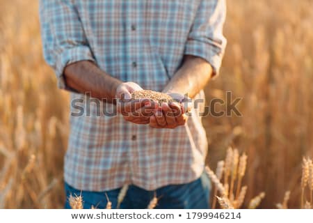 ストックフォト: Wheat After Harvest Farmers Hand With Crop