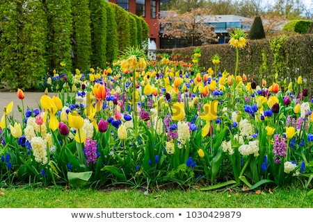 [[stock_photo]]: Rows Of Tulip Flowers