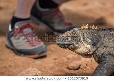 Foto stock: Galapagos Land Iguana By Tourist Hiker On North Seymour Island Galapagos Islands