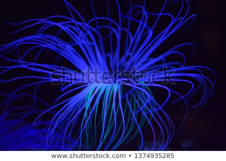 Foto stock: Pink Tube Anemone At The Bottom Of The Aquarium On The Blue Background