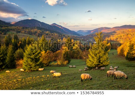 ストックフォト: Sheep Herd Mala Fatra Slovakia