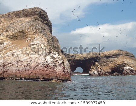 Stock photo: Flocks Of Sea Birds