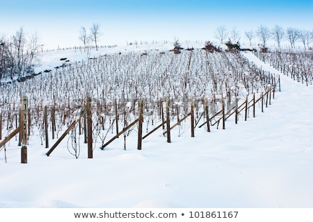 ストックフォト: Tuscany Wineyard In Winter