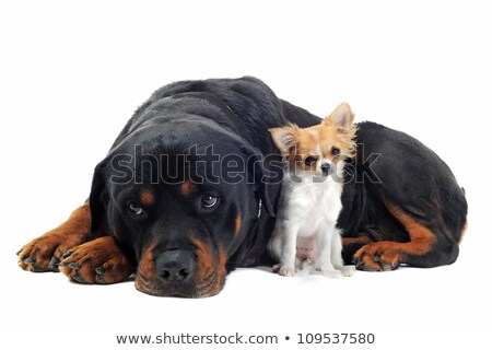Rottweiler And Two Chihuahuas [[stock_photo]] © cynoclub