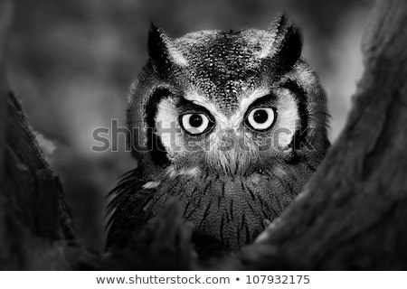 Stockfoto: Whitefaced Owl