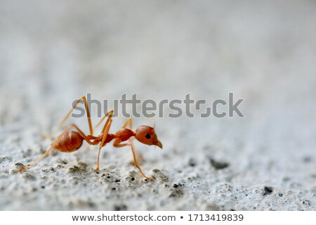Сток-фото: Red Ants