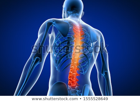 Stok fotoğraf: 3d Rendered Anatomy Illustration Of Painful Back