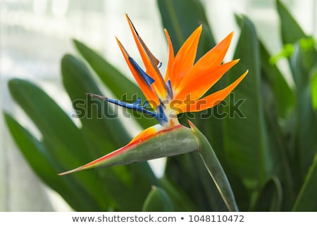 Stockfoto: Eslacht · Strelitzia · Reginae · Orange · Bird · Flower