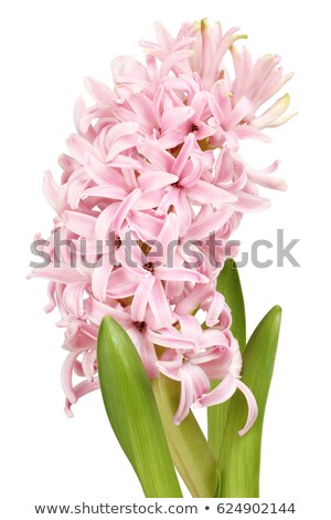 [[stock_photo]]: Pink Hyacinth