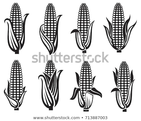Stock photo: Corn Maize Ear On Stalk In Field
