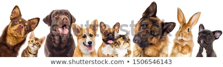 Zdjęcia stock: Pet Group