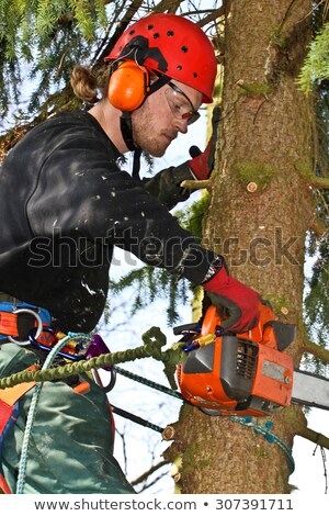 ストックフォト: Woodcutter In Action In A Tree In Denmark