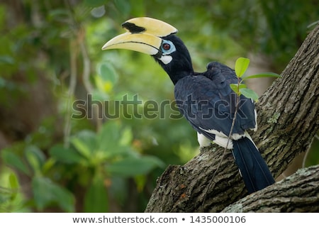 Stock fotó: Hornbill Bird With Large Beak