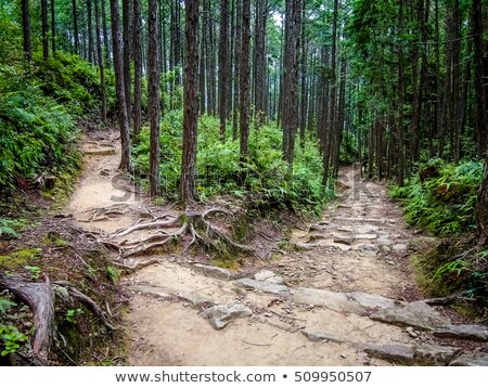 Foto stock: World Heritage Forest Kumano Kodo In Japan In May