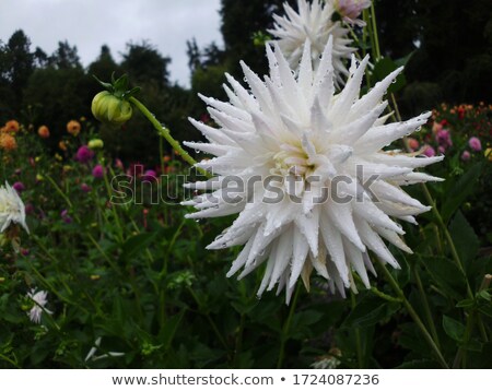 Foto stock: Dahlia Flowers In Point Defiance Park In Tacoma