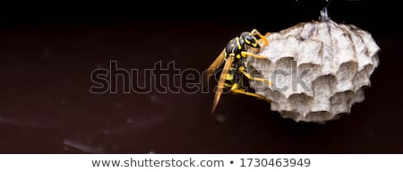 Foto stock: Wasp Nest With Larvae Macro