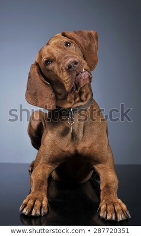 Foto stock: Hungarian Vizsla Lying In Dark Background And Turning His Head