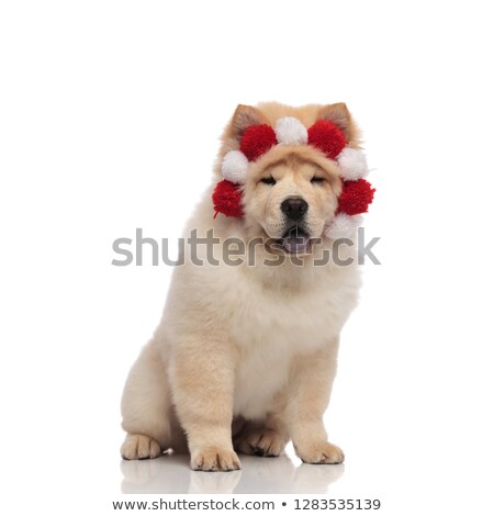 Stock foto: Seated Chow Chow Wearing Fluffy Red And White Crown Panting