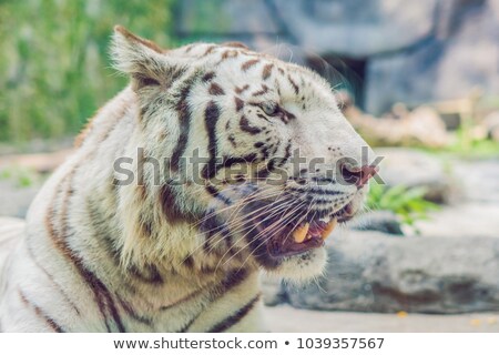 Foto stock: Portrait Of A White Tiger At The Ventnam Zoo