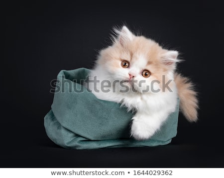 Stockfoto: Studio Shot Of An Adorable Domestic Cat