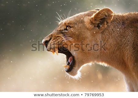 Stock fotó: Lioness Portrait In The Rain