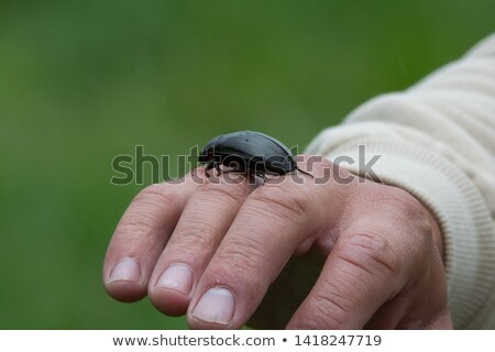 Stock fotó: Small Green Frog And Red Beetle On The Palm