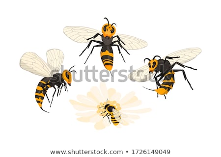 Foto stock: Giant Hornet Predator Attacking Bees