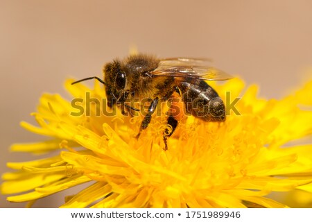 Foto d'archivio: Bee Collects Nectar On A Dandelion