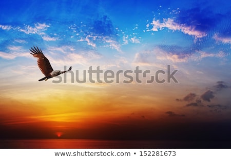 Flying Eagle In The Sunset Stockfoto © pzAxe