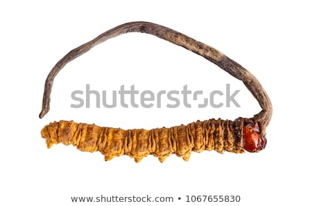 ストックフォト: Chinese Caterpillar Fungus