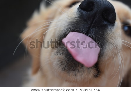 Stock photo: Dog Kisses